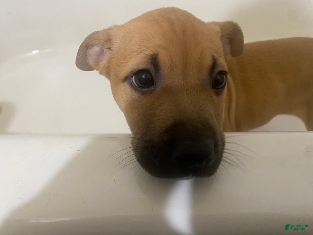 Mixed Breed dogs for sale: Syn - Ad 2