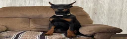 Doberman Pinscher dogs for sale: Vespa - Ad 4