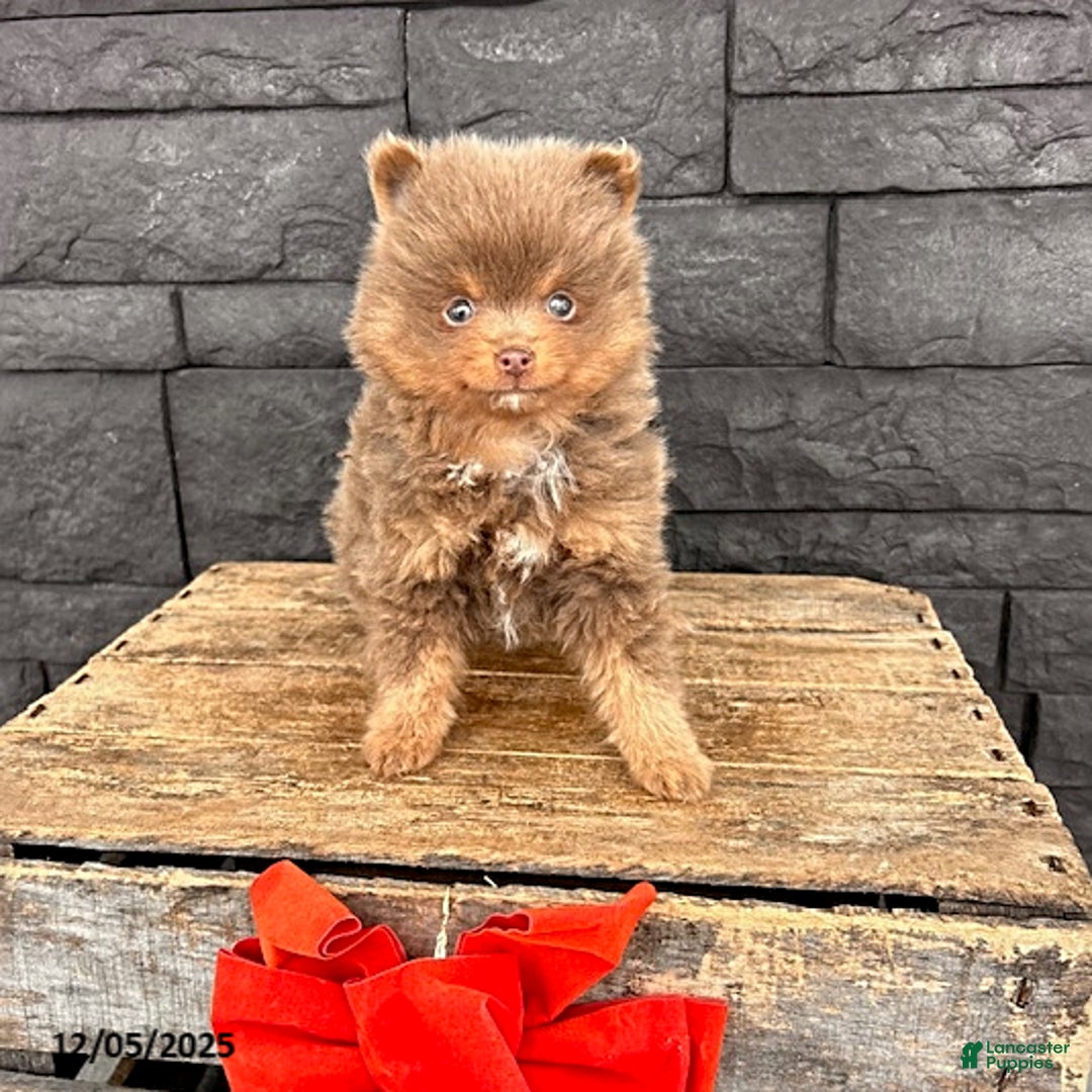 Pomeranian dogs for sale: Teddy - Ad 3