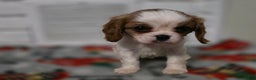 Cavalier King Charles Spaniel dogs for sale: Cavalier King Charles Spaniel Puppy 4 - Ad 2