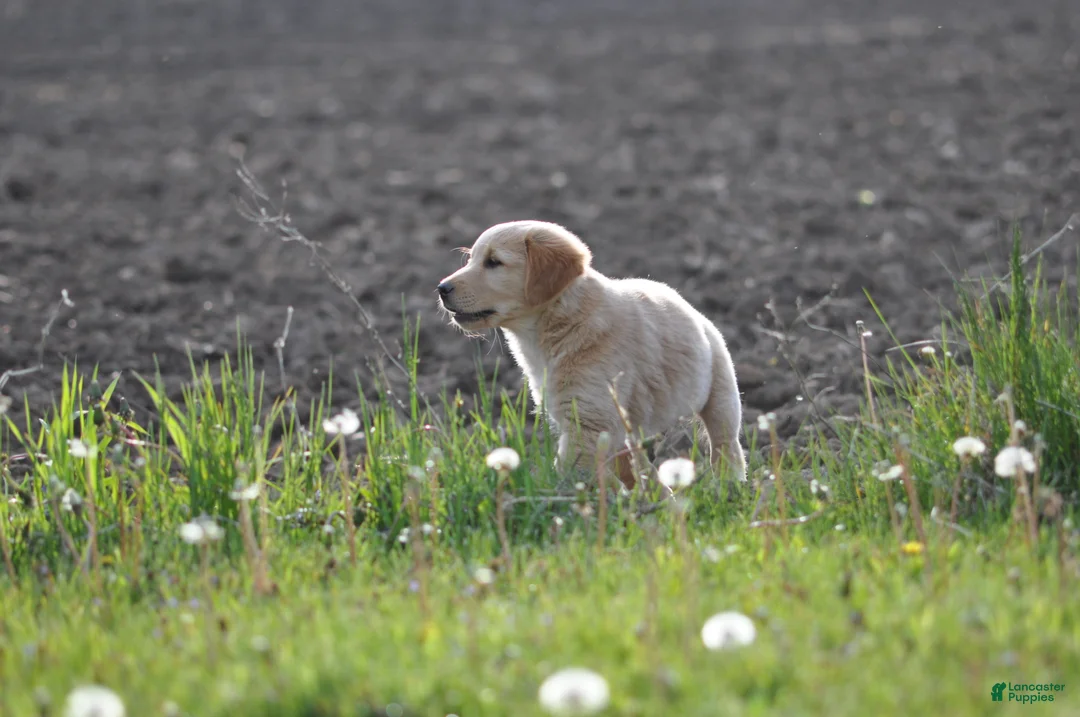 Mixed Breed dogs for sale: Cheerio - Ad 2