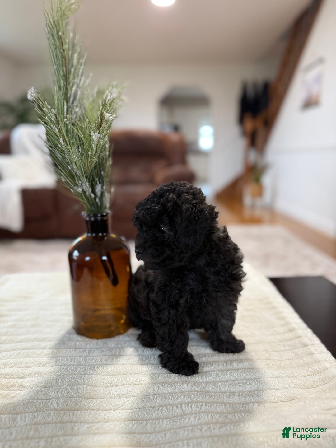 Maltipoo dogs for sale: Rome  - Ad 5