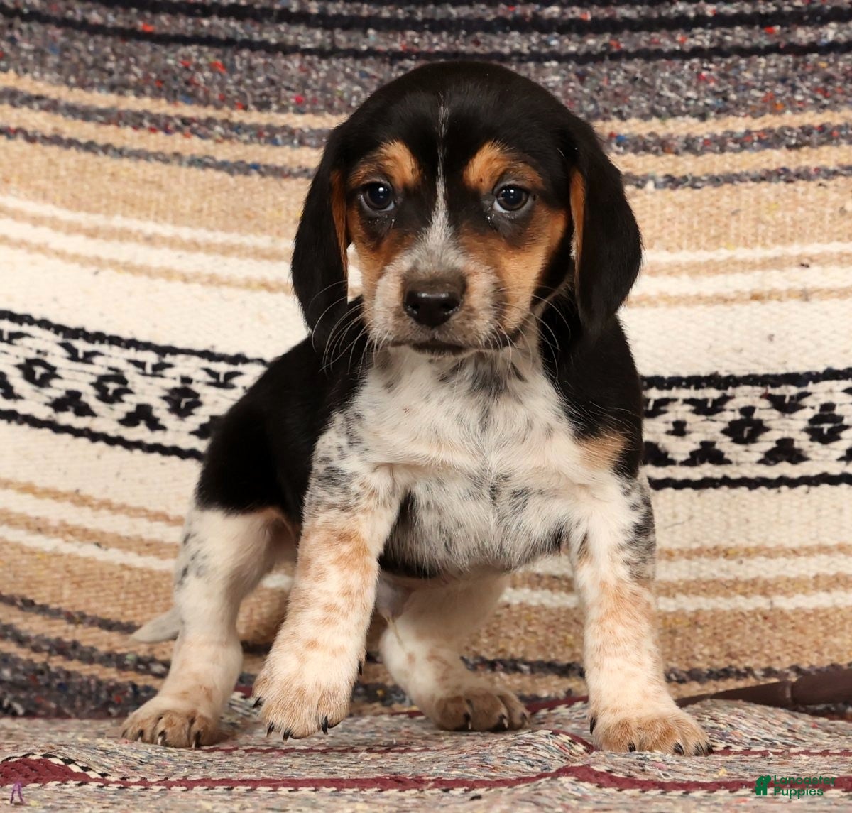 Beagle dogs Donald - Ad 7