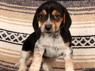 Beagle dogs Donald - Ad 16