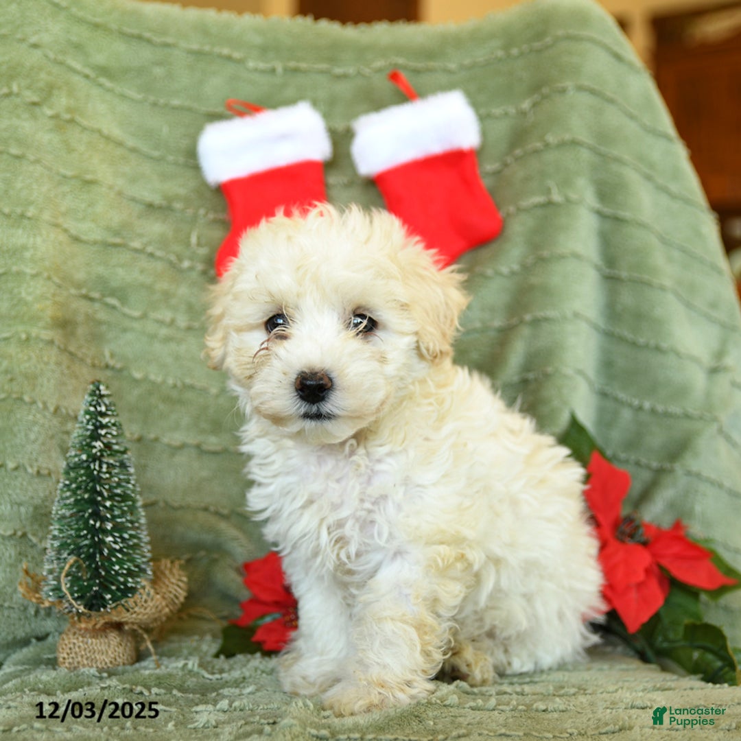 Mixed Breed dogs for sale: Sleek - Ad 3