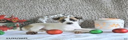 Jack Russell Terrier dogs for sale: Dixie - Ad 3
