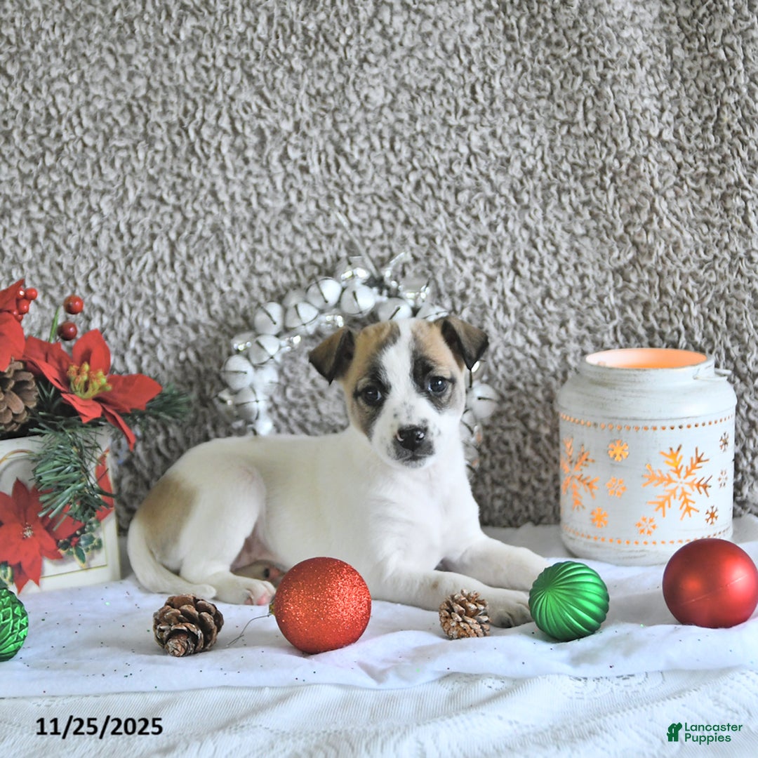 Jack Russell Terrier dogs for sale: Dixie - Ad 3