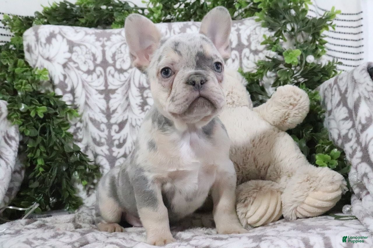 French Bulldog dogs Derrick - Ad 16