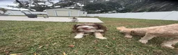 Aussiedoodle dogs for sale: Aussiedoodle 3 - Ad 8