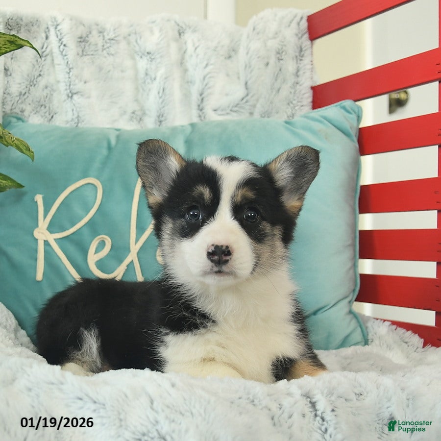 Welsh Corgi Pembroke dogs Honeydew  - Ad 2