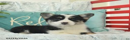 Welsh Corgi Pembroke dogs for sale: Honeydew  - Ad 2