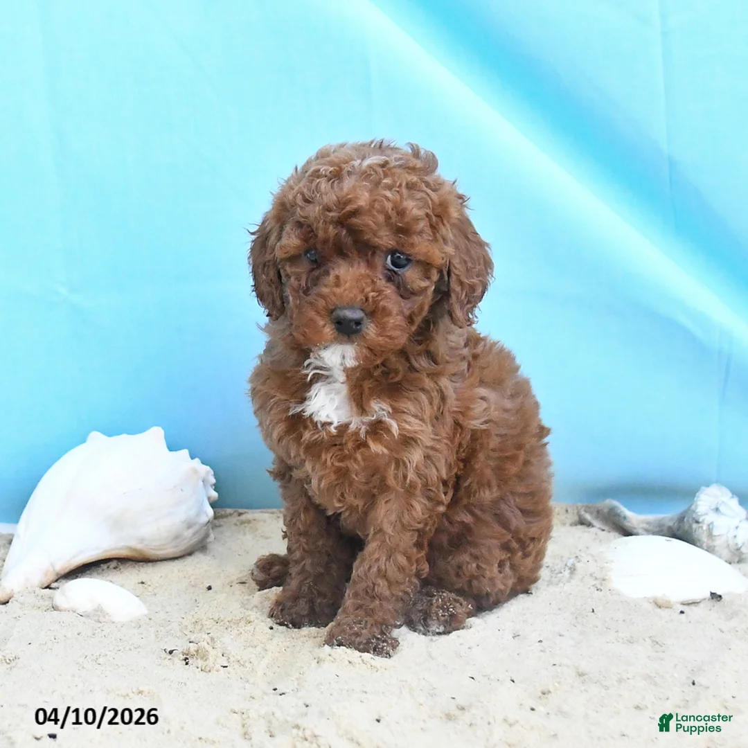 Yorkiepoo dogs for sale: Crystal - Ad 2