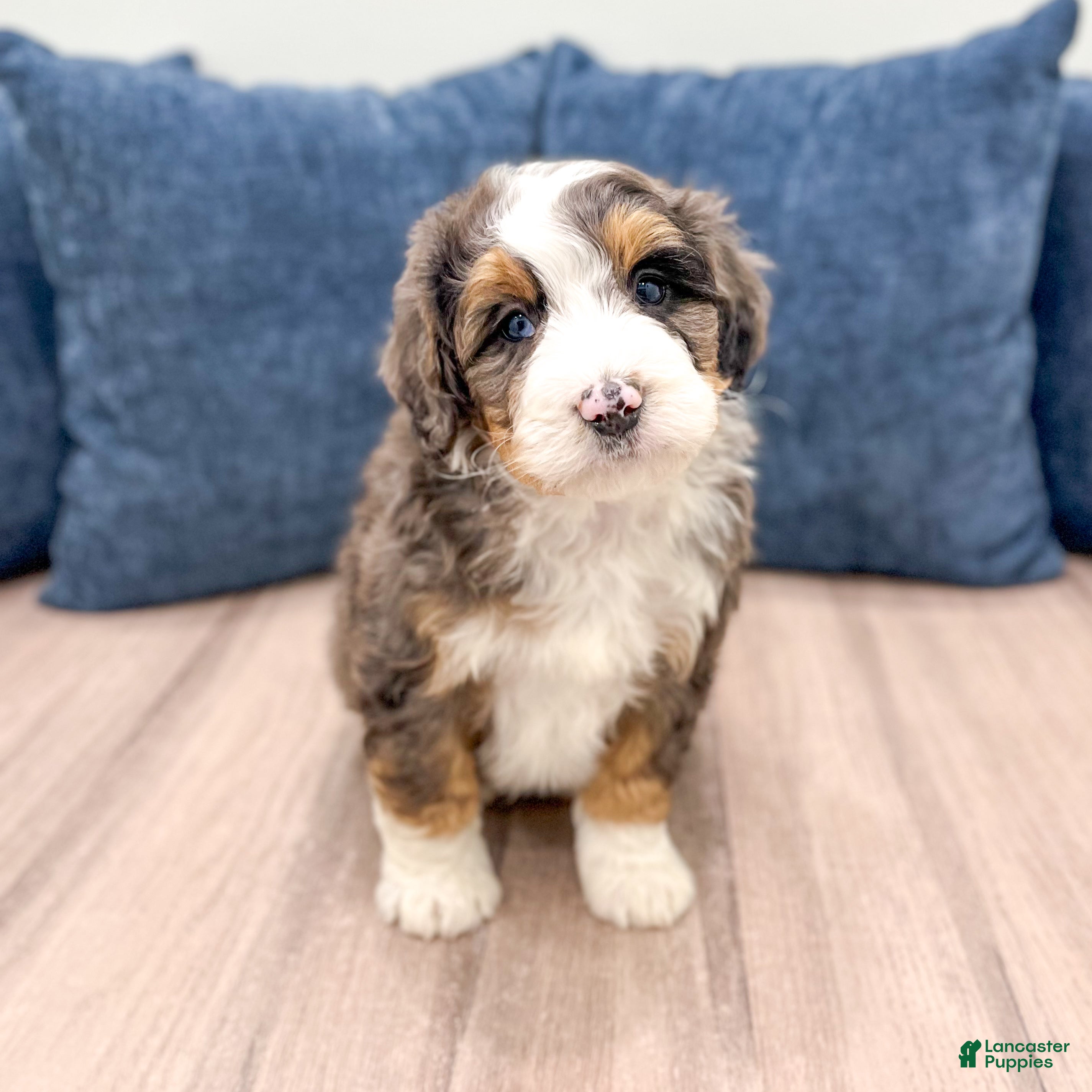 Mini Bernedoodle dogs KIng - Ad 1