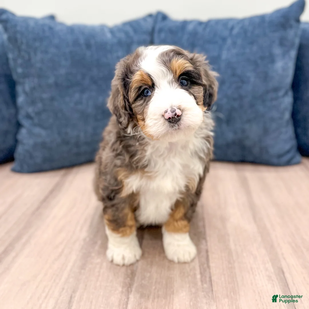 Mini Bernedoodle dogs for sale: KIng - Ad 1