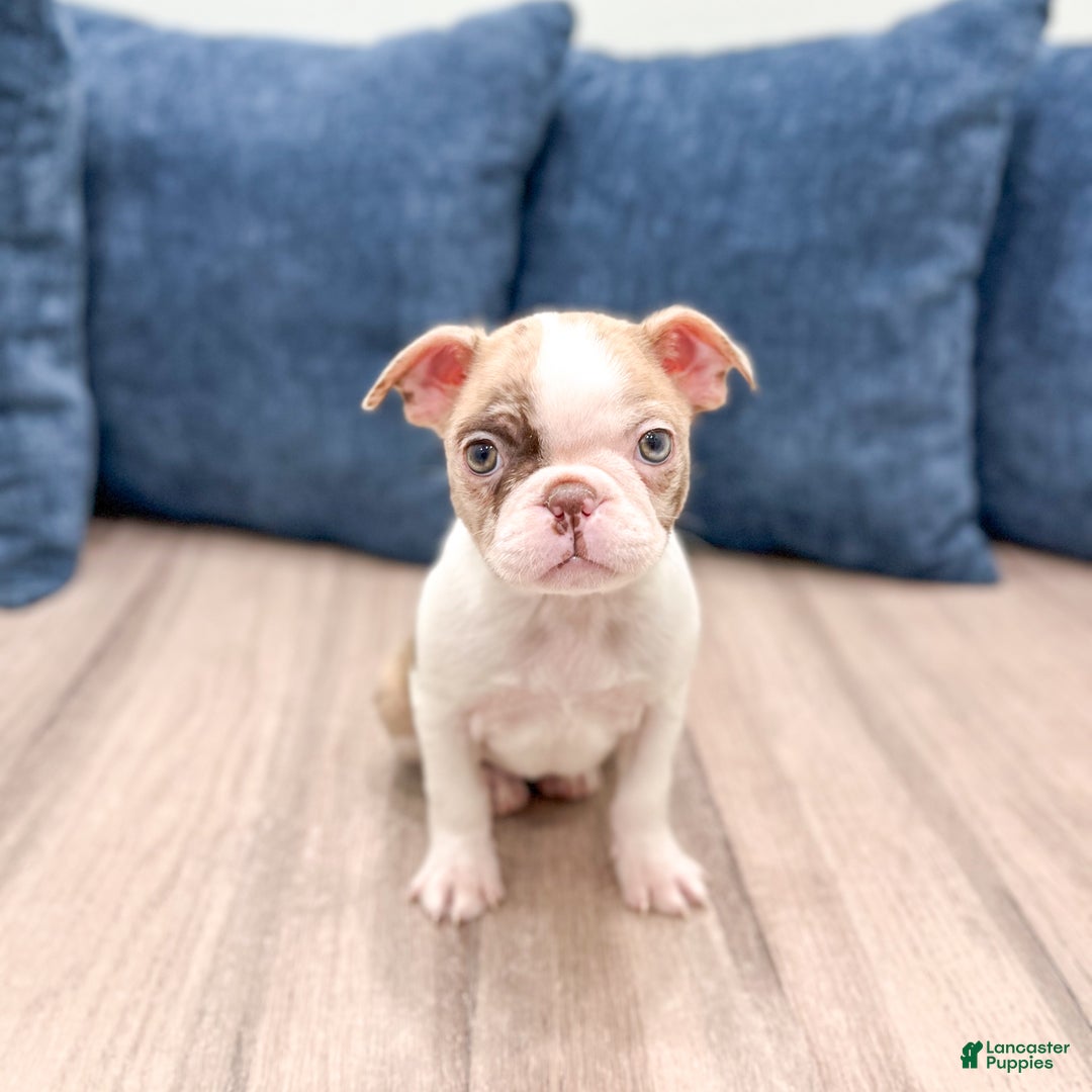 Boston Terrier dogs for sale: Grace - Ad 2