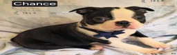 Boston Terrier dogs for sale: Chance - Ad 5