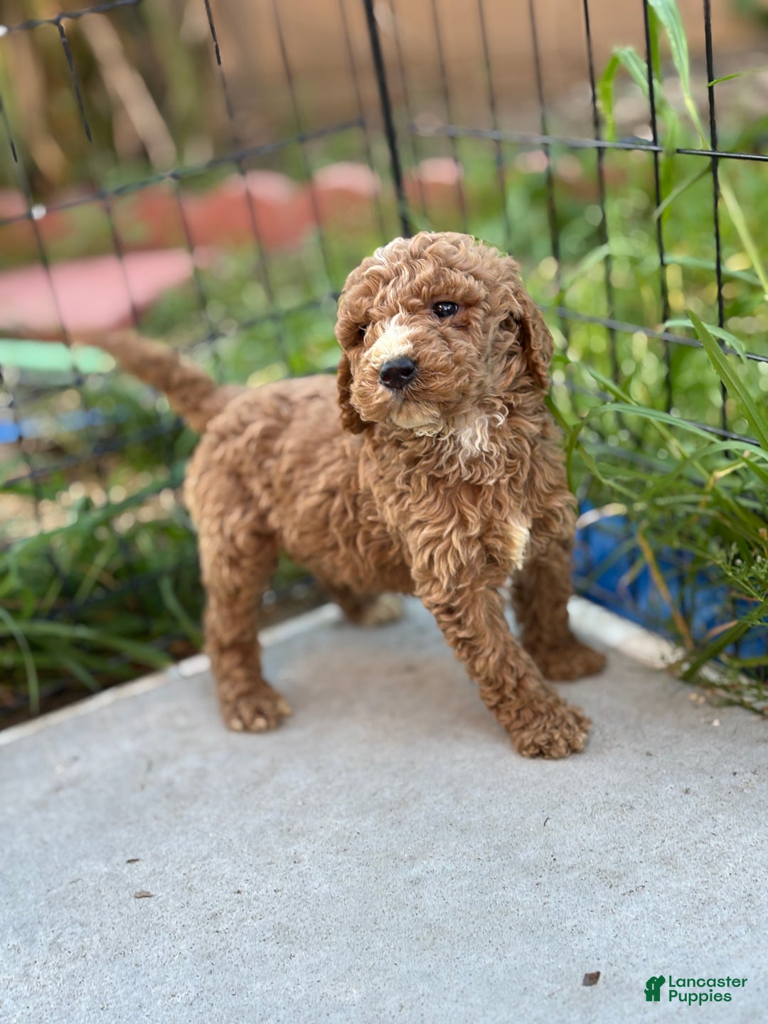 Standard Poodle dogs for sale: Atlas - Ad 1