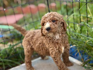 Standard Poodle dogs Atlas - Ad 10