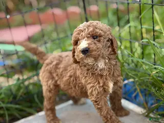 Standard Poodle dogs Atlas - Ad 10