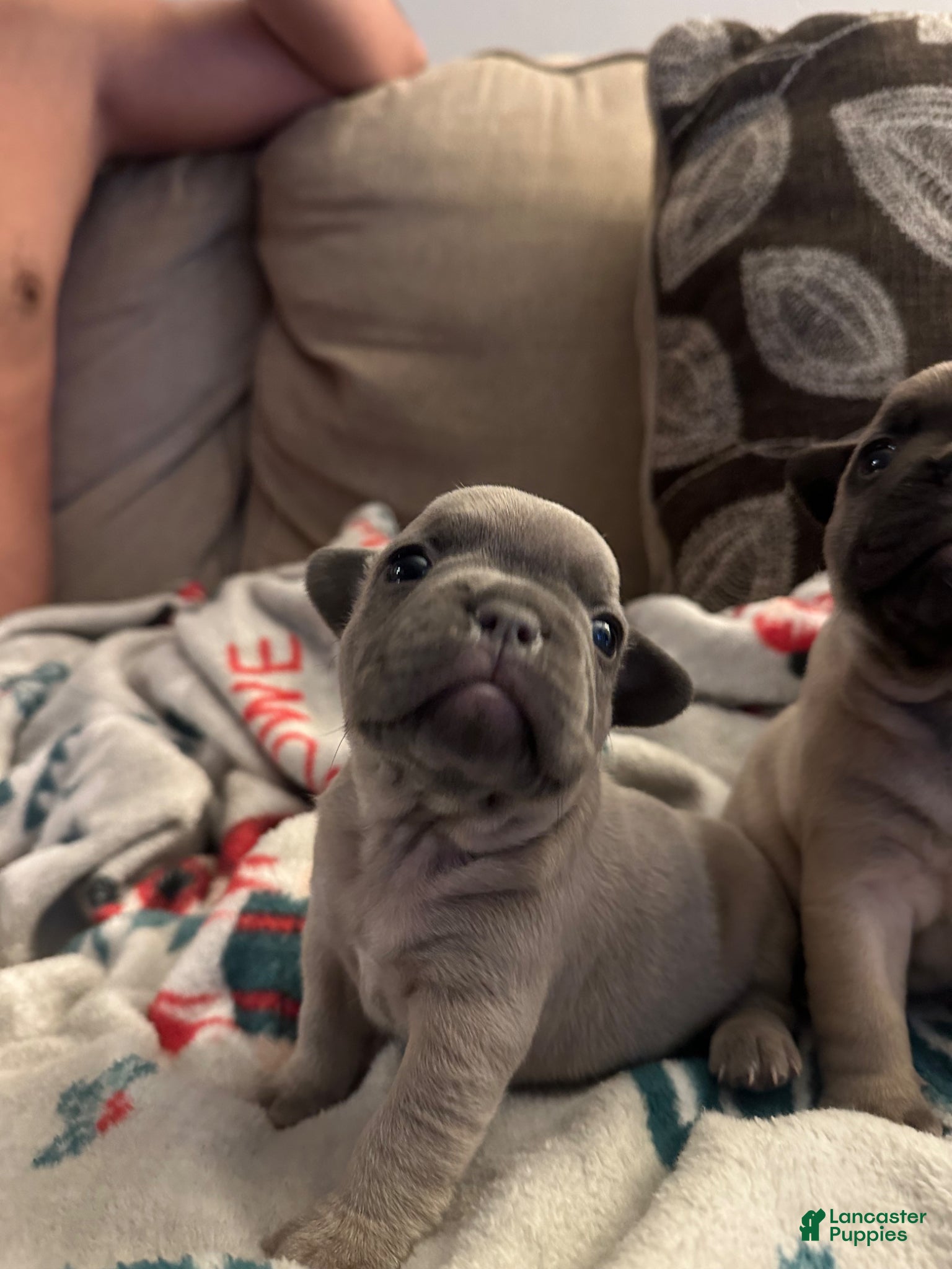 French Bulldog dogs French Bulldog Puppy 1 - Ad 41