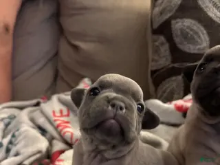 French Bulldog dogs French Bulldog Puppy 1 - Ad 41