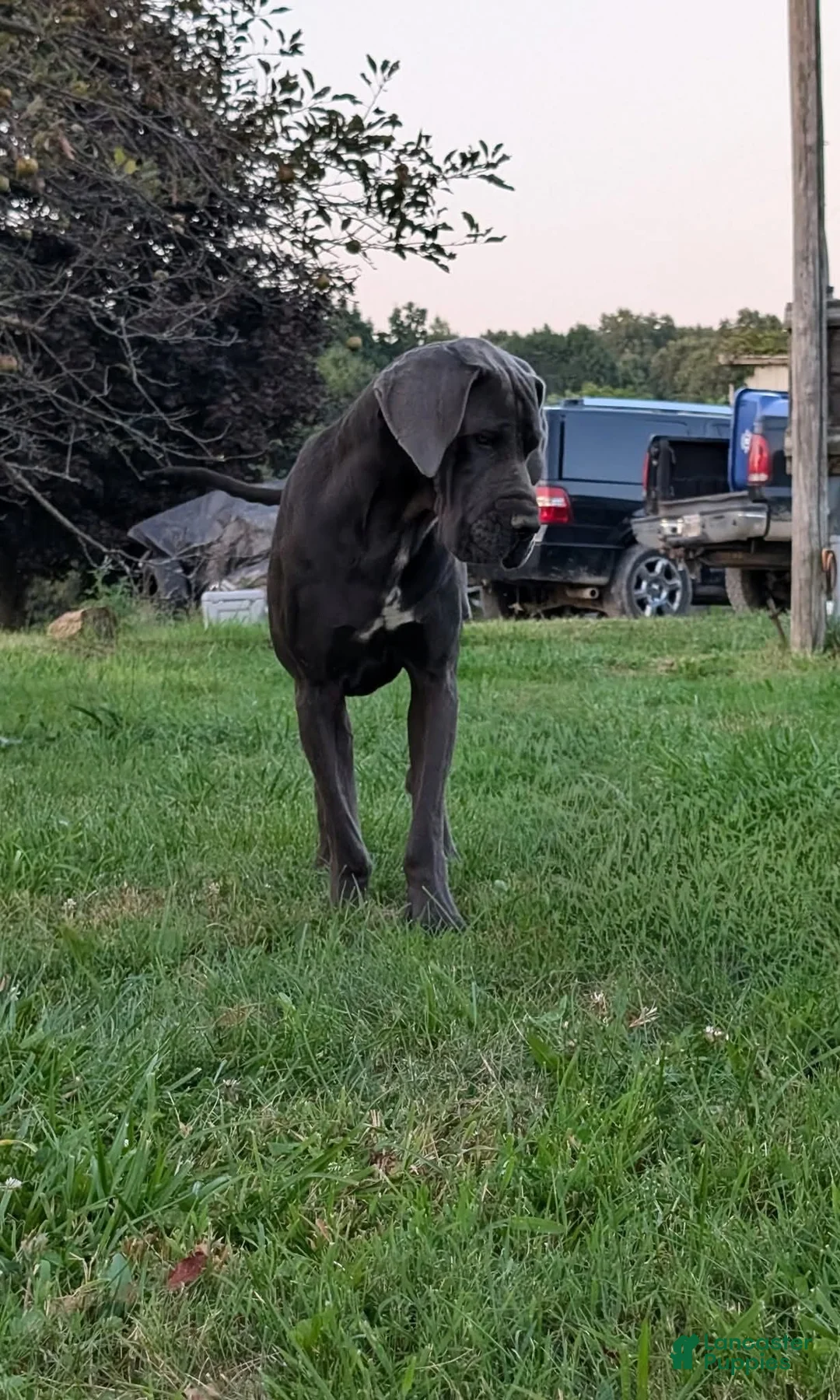 Great Dane dogs for sale: Great Dane Butch - Ad 3