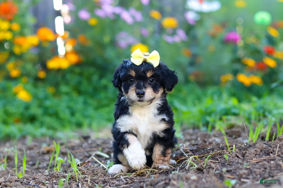 Mixed Breed dogs for sale: Pumpkin - Ad 1