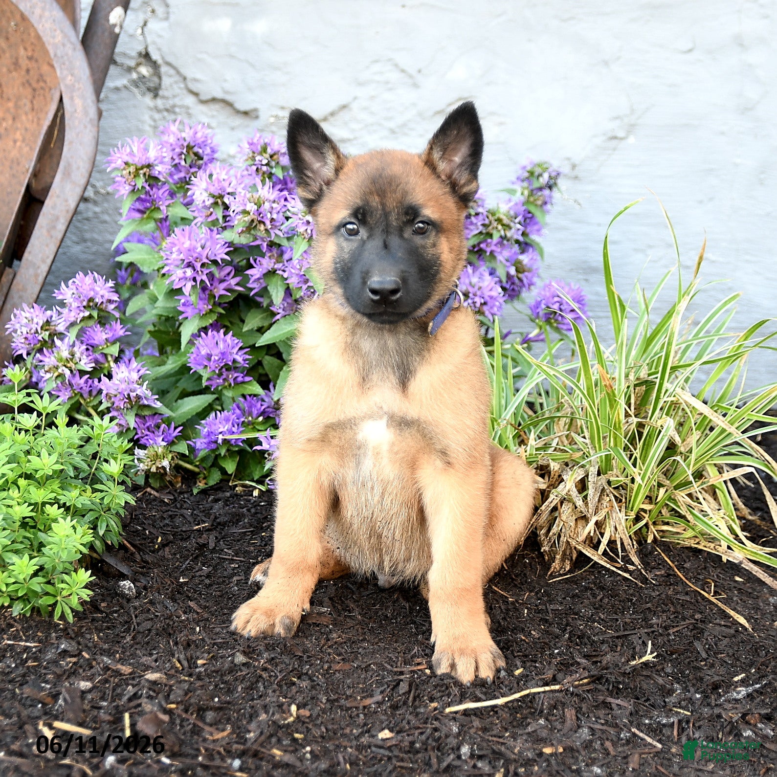 Belgian Malinois dogs Chief - Ad 2