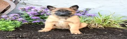 Belgian Malinois dogs for sale: Chief - Ad 2