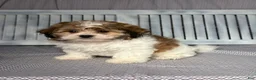 Teddy Bear dogs for sale: Justin - Ad 2