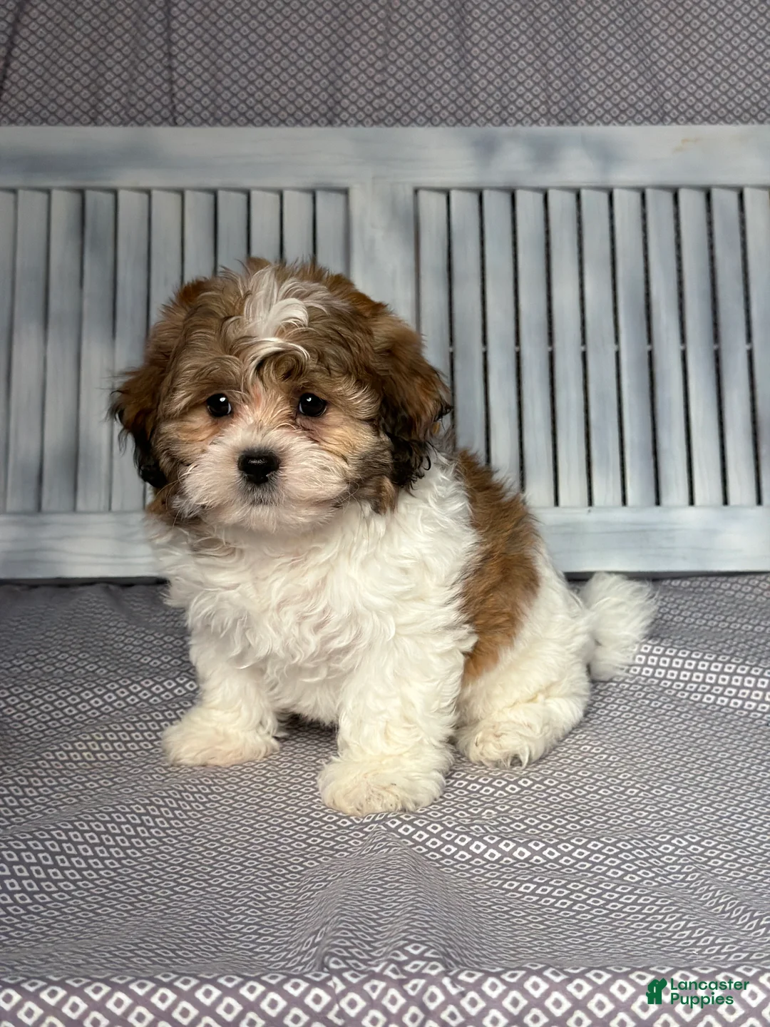 Teddy Bear dogs for sale: Justin - Ad 2
