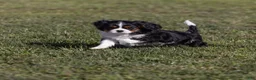 Cavalier King Charles Spaniel dogs for sale: Kudos - Ad 4