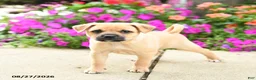 Mixed Breed dogs for sale: Titus - Ad 3