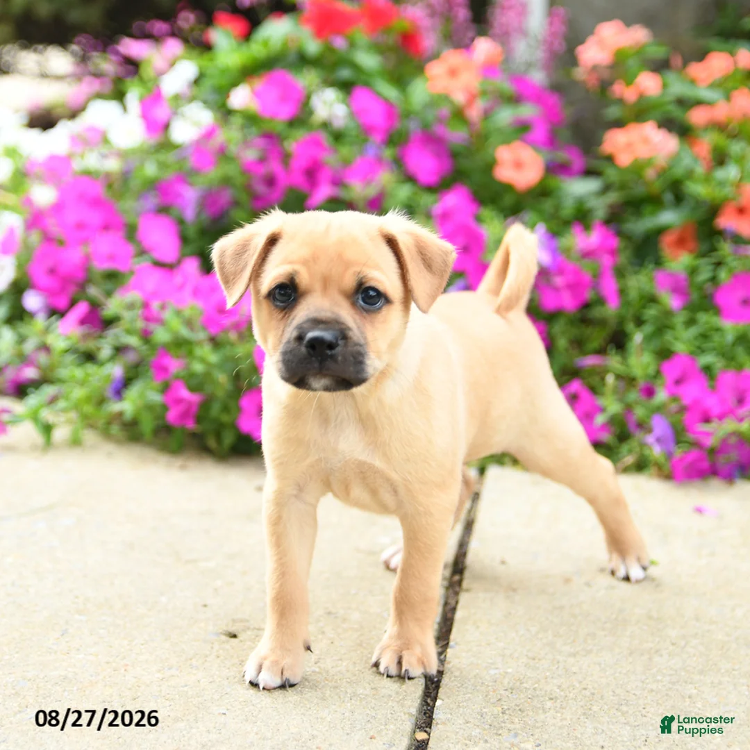 Mixed Breed dogs for sale: Titus - Ad 3