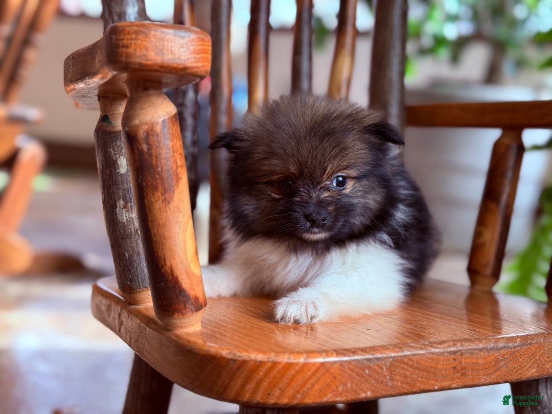 Pomeranian dogs for sale: Kappucina - Ad 3