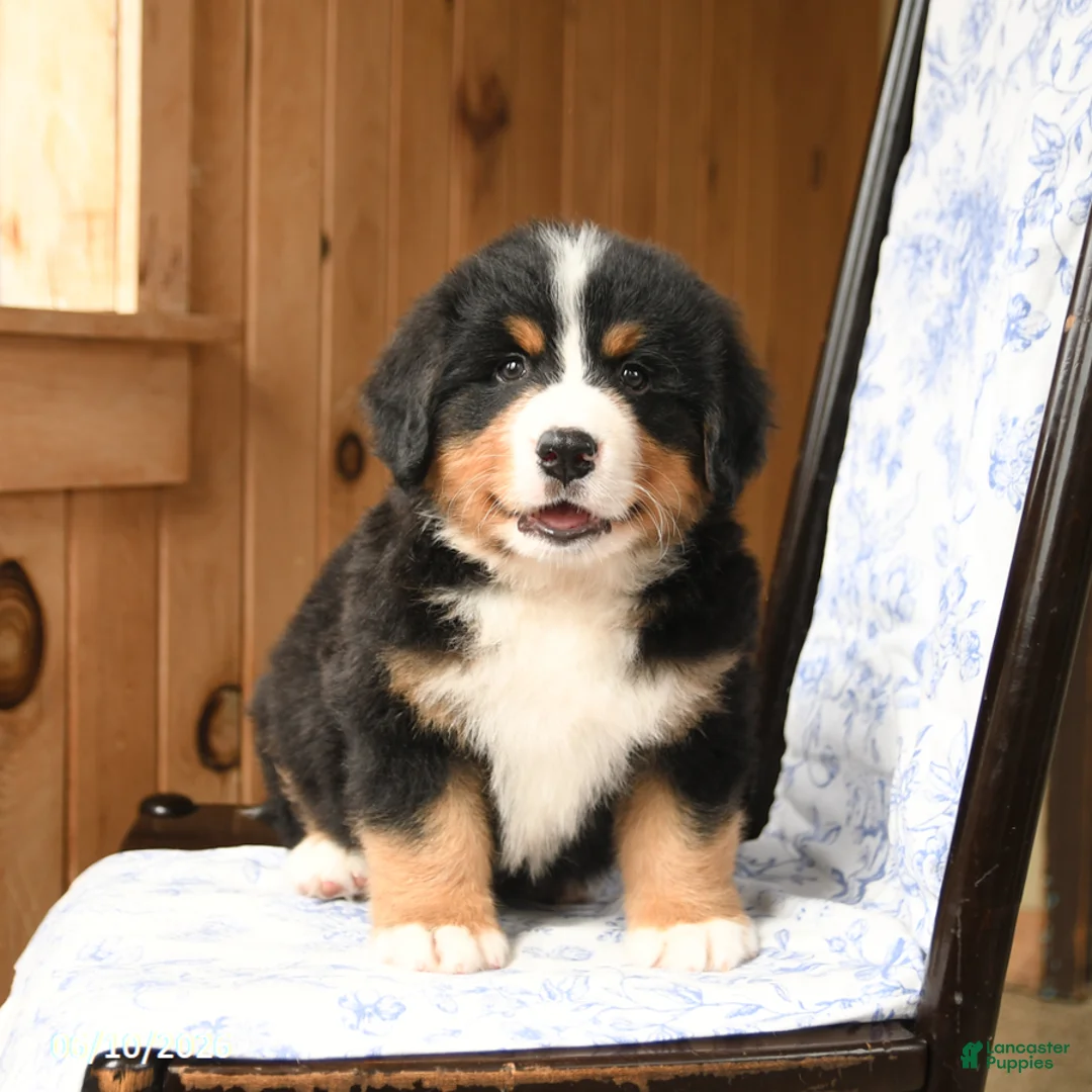 Bernese Mountain Dog dogs for sale: Oliver - Ad 1