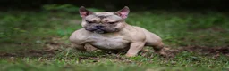 American Bully dogs for sale: Sable Male - Ad 6