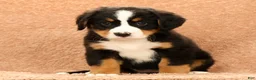 Bernese Mountain Dog dogs for sale: Chloe - Ad 7