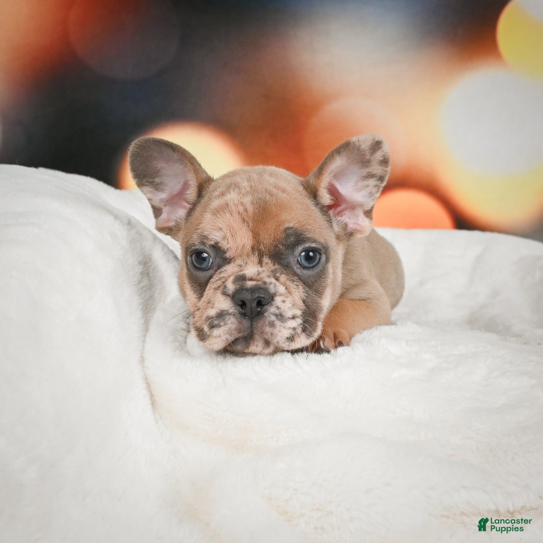 French Bulldog dogs for sale: Gus - Ad 6