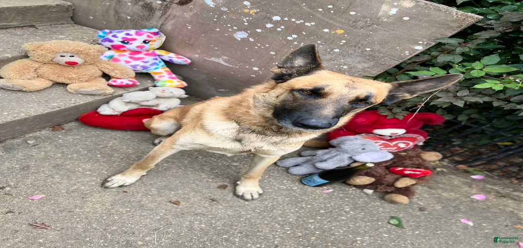 Gallery Image {{count}}