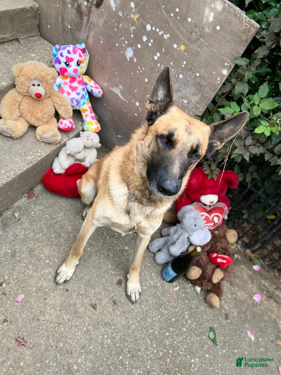 Gallery Image {{count}}