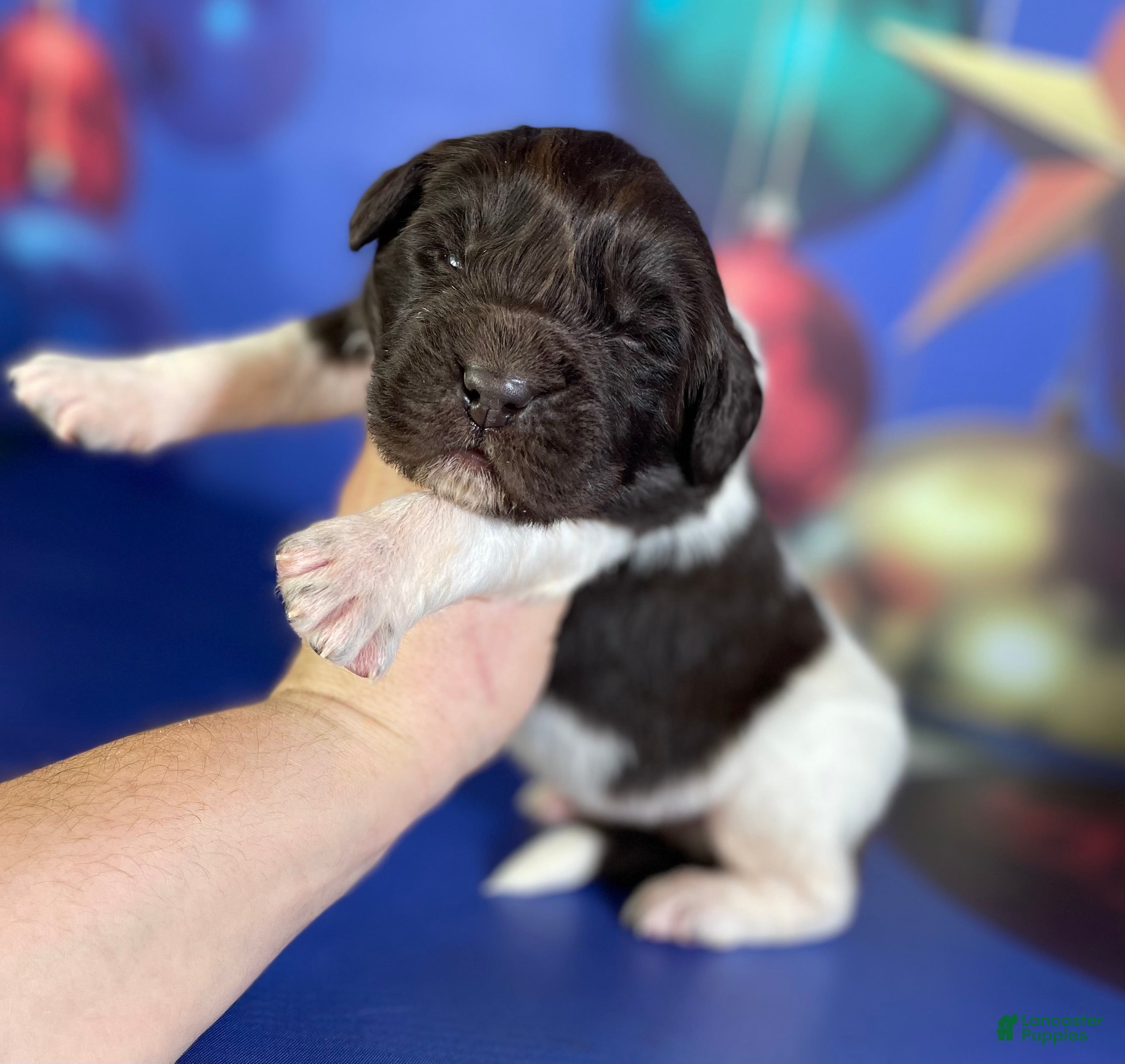 Mixed Breed dogs Stanley OFA  - Ad 7