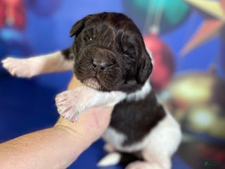 Mixed Breed dogs Stanley OFA - Ad 12