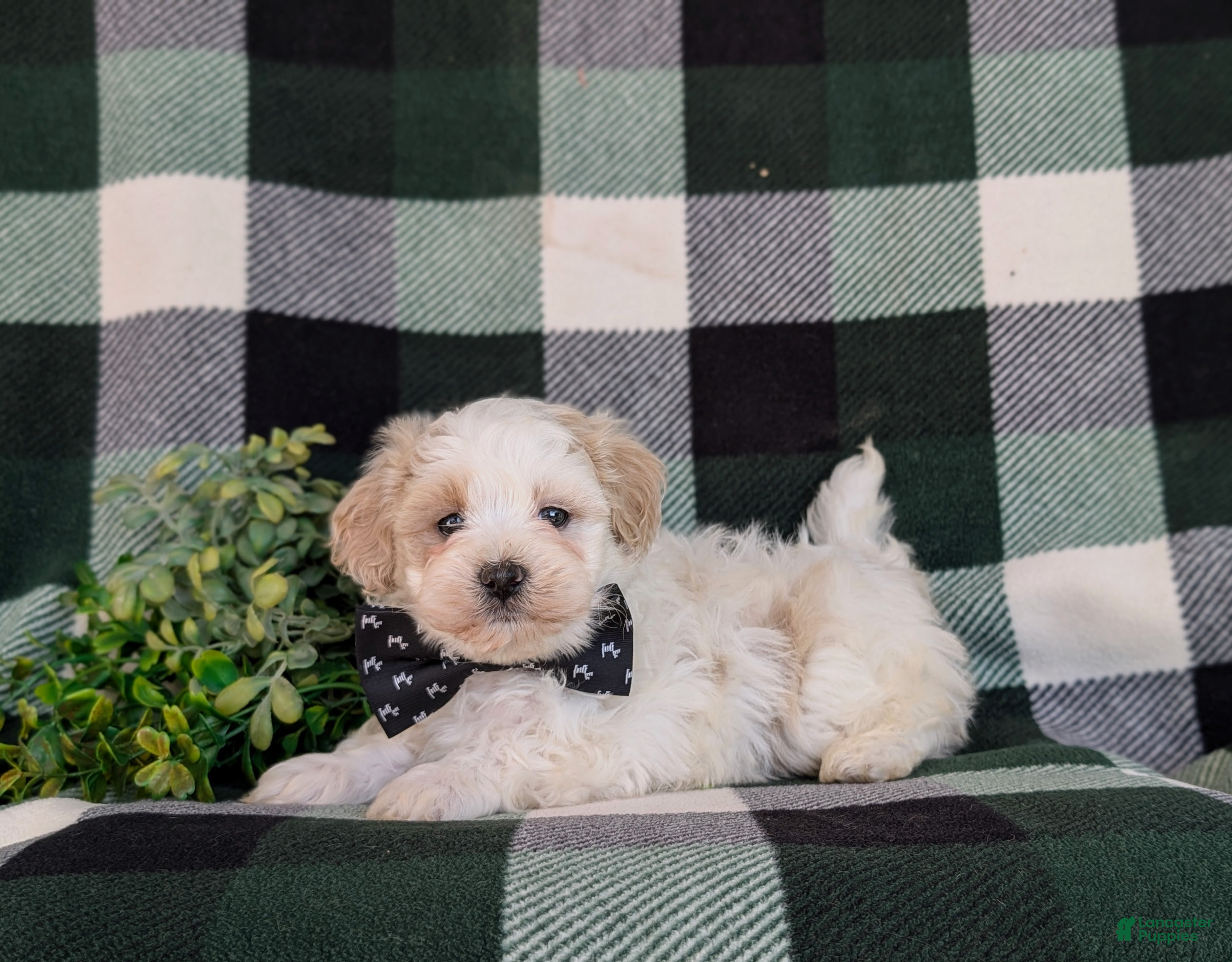 Maltipoo dogs Oscar - Ad 2