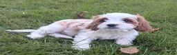 Cavapoo dogs for sale: Mr Benny - Ad 12