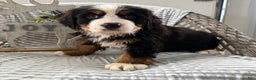 Bernese Mountain Dog dogs for sale: Barney - Ad 1