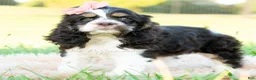 Cocker Spaniel dogs for sale: Tansy - Ad 6