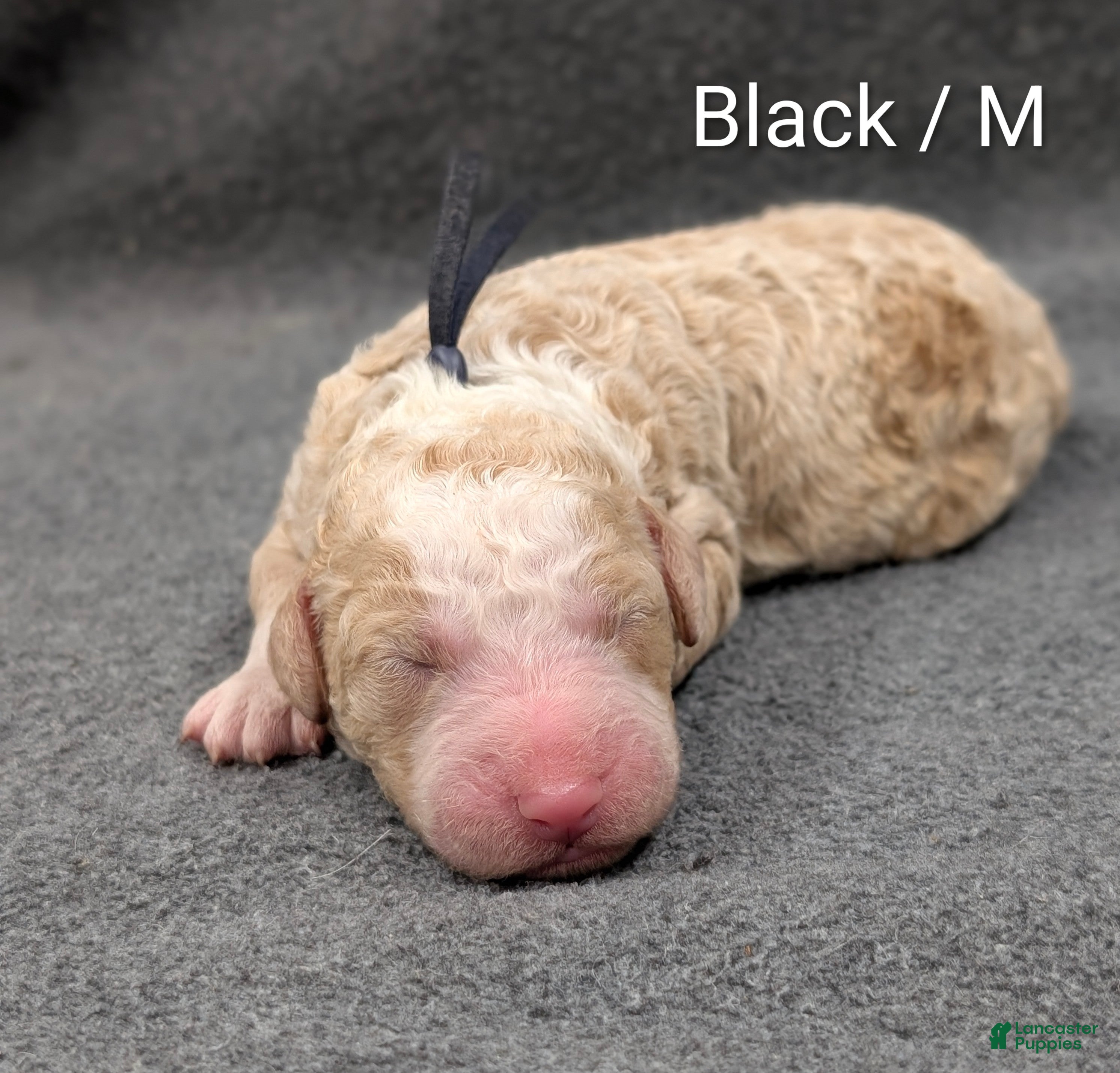 Sheepadoodle dogs Black collar - Ad 1