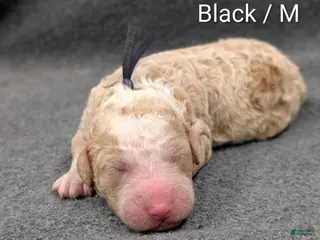 Sheepadoodle dogs for sale: Black collar - Ad 2
