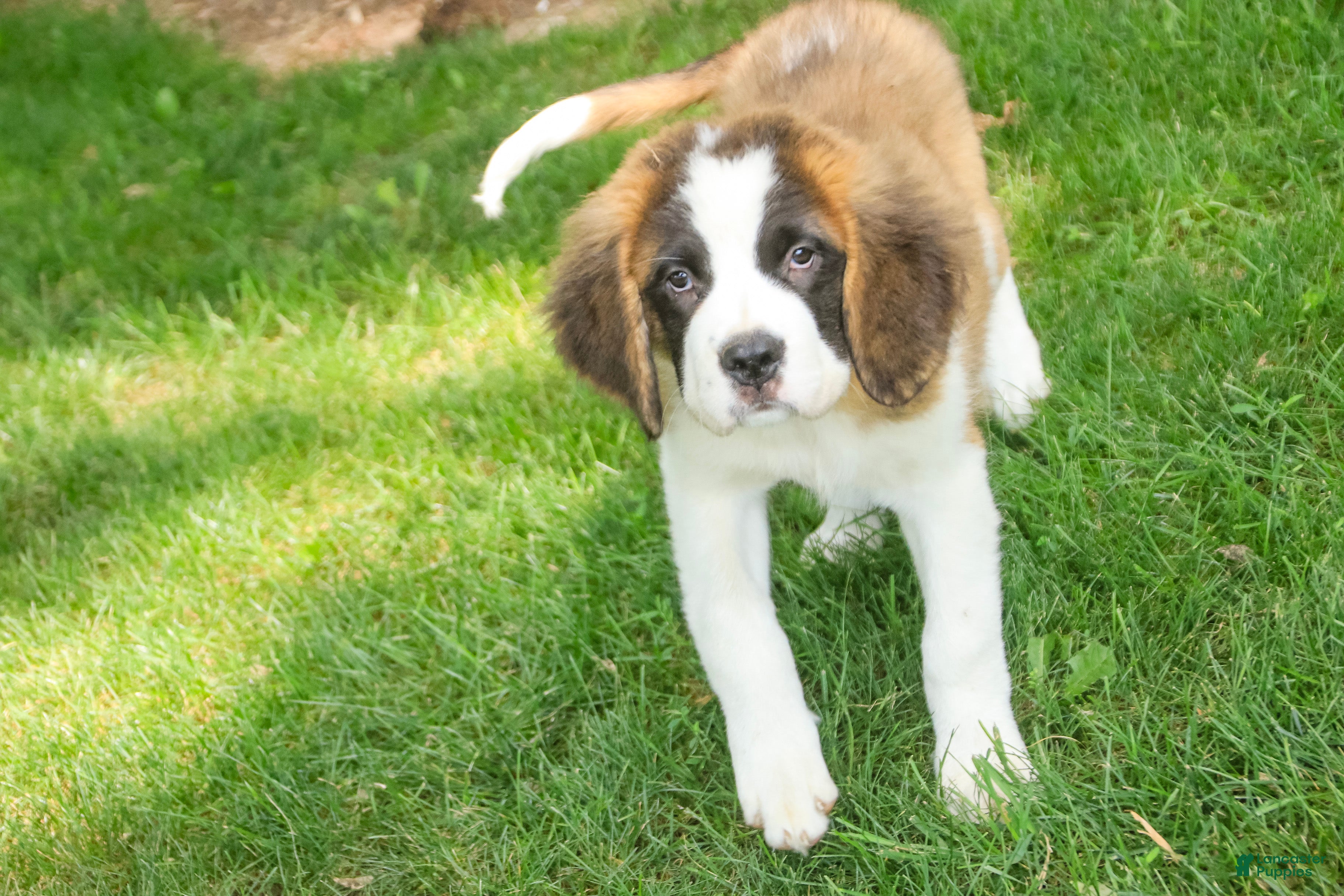 Saint Bernard dogs Wendeline Saint Bernard  - Ad 2